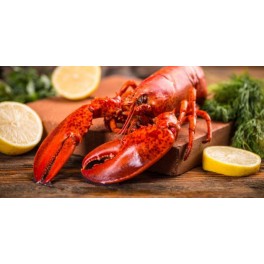 Homard Canada 